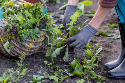 Weed Pulling
