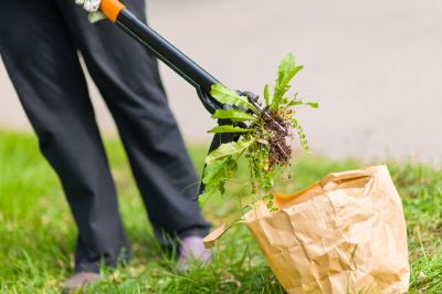 Professional Equipment for Weed Pulling